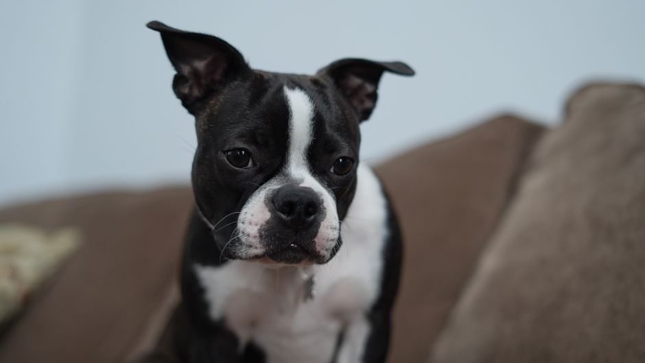 Cute Boston Terrier dog sitting indoors on a brown sofa.